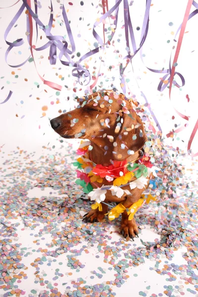 Hondenfeest — Stockfoto
