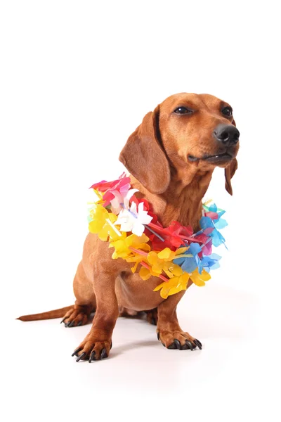 Aloha dachshund — Stok fotoğraf