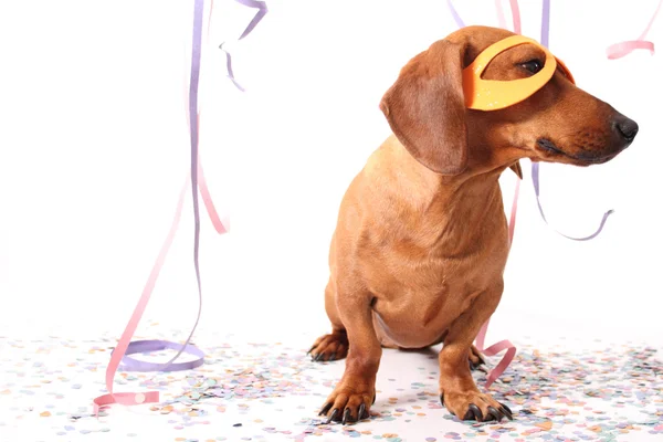 Carnaval hond — Stockfoto