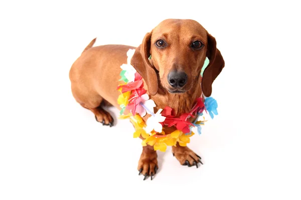 Hawaii hond stijl — Stockfoto