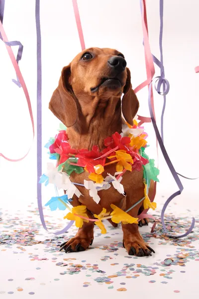 Carnaval hond partij — Stockfoto