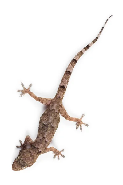 Bostäder gecko — Stock fotografie
