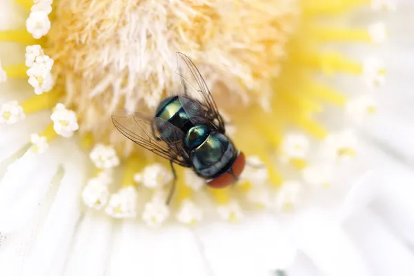 Sahte çiçek gerçek sinek — Stok fotoğraf