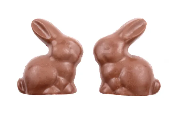 Lapin chocolat — Photo