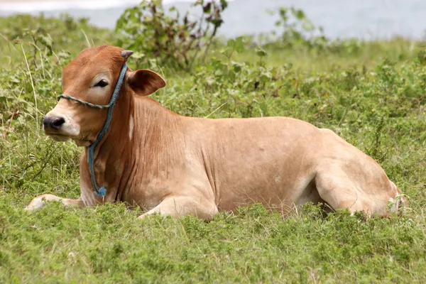 Vaca en reposo — Foto de Stock