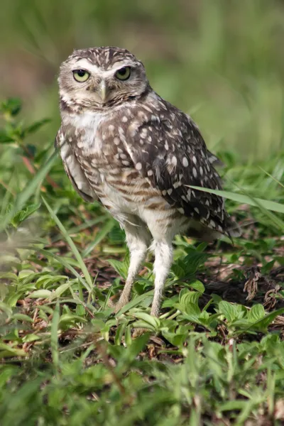 Eine Eule am Boden blickt in die Kamera. — Stockfoto