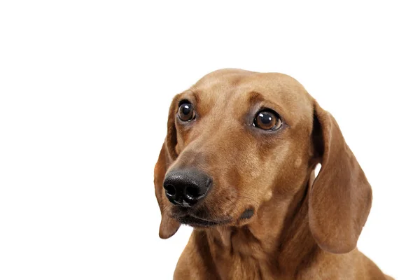 Dachshund — Stock Photo, Image