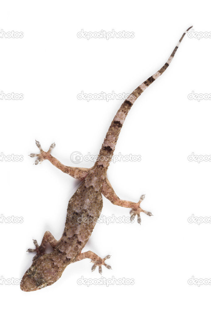 Residential gecko