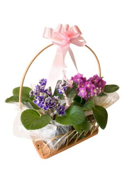 African violet sepet hediye