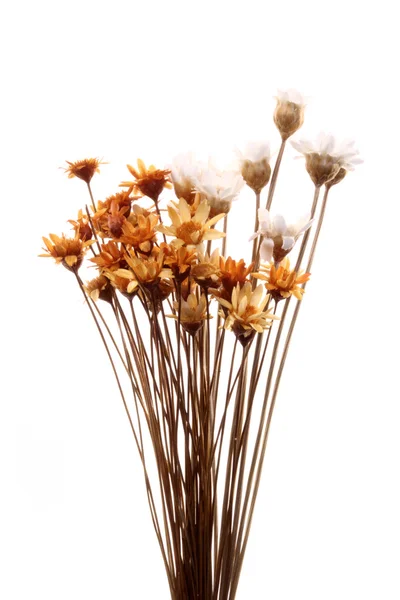 Micro flowers bouquet — Stock Photo, Image