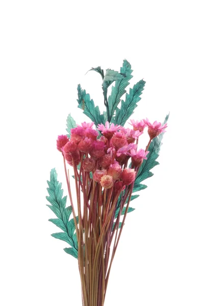 微型花卉装饰 — 图库照片