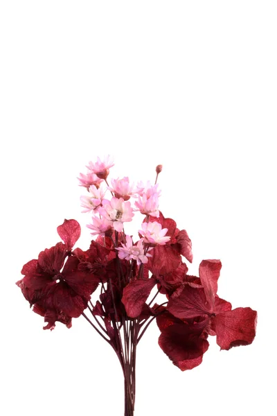 Mikro blommor arrangemang — Stockfoto