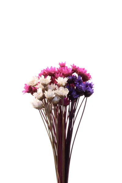 Mélanger micro fleurs arrangement — Photo