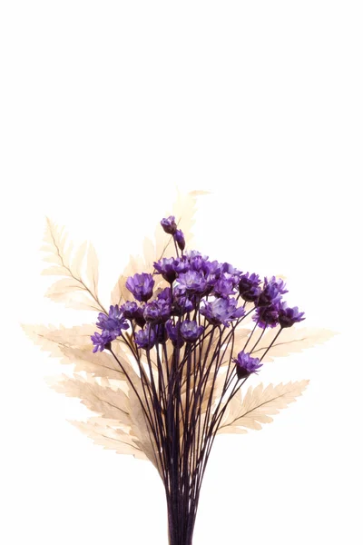Mikro blommor prydnad — Stockfoto