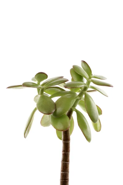 Groene plant verticale — Stockfoto