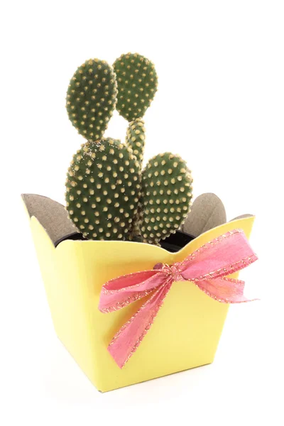 Cadeau jaune cactus — Photo