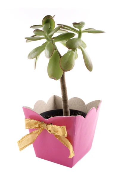 Groene plant roze geschenk — Stockfoto