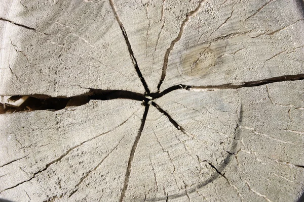 Taglio tronco vista dall'alto — Foto Stock