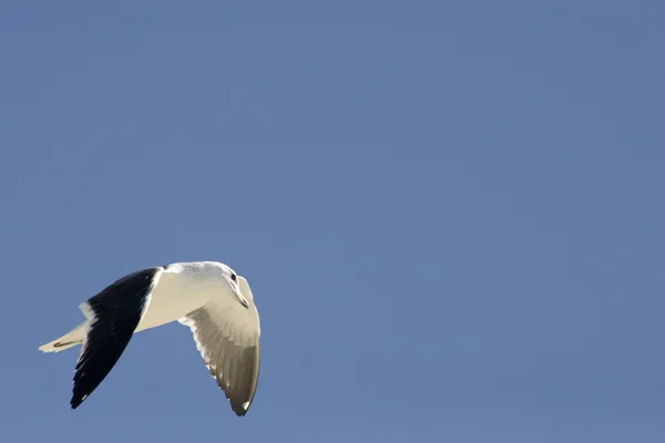 Voo de uma gaivota — Fotografia de Stock