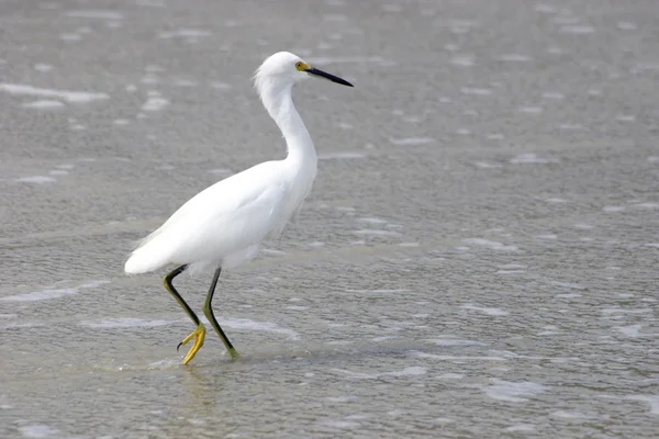 Pájaro blanco — Foto de Stock