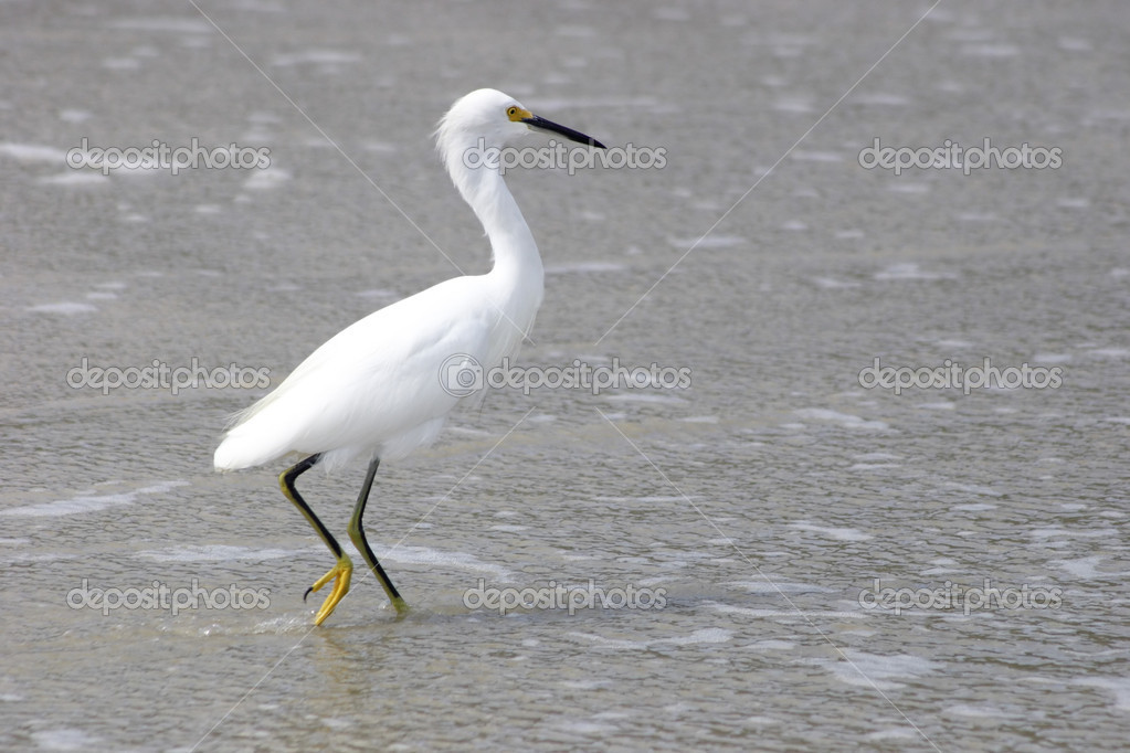 witte vogel witte vogel
