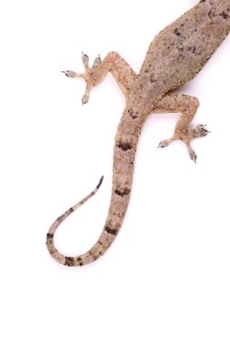 Gecko köşesinde