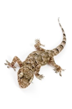 Gecko köşesinde