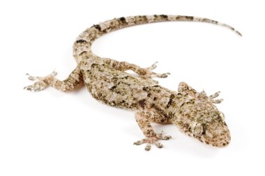 House gecko