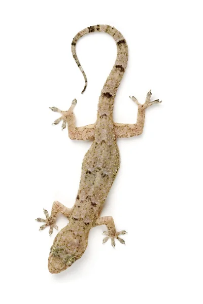 Gecko na rohu — Stock fotografie