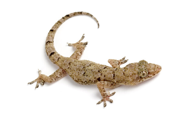 Gecko on corner