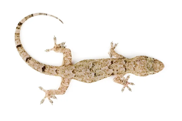 Widok z góry Gecko — Zdjęcie stockowe