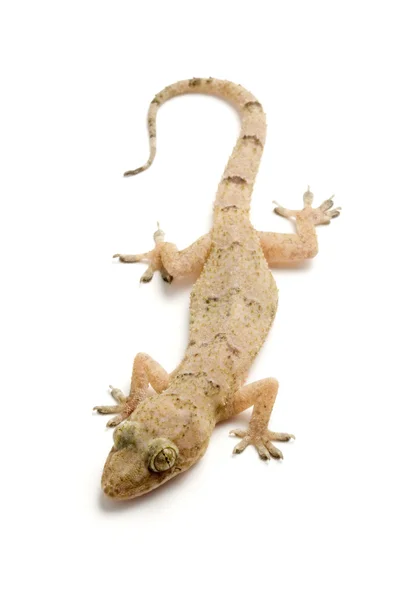 Gecko. — Zdjęcie stockowe