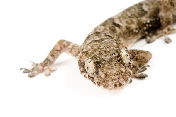 Gecko cabeza cerrada — Foto de Stock