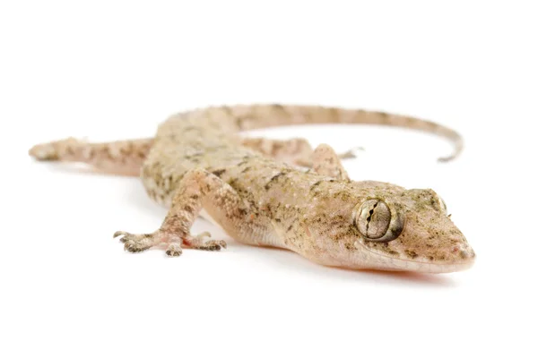 Wzup Gecko — Stok fotoğraf