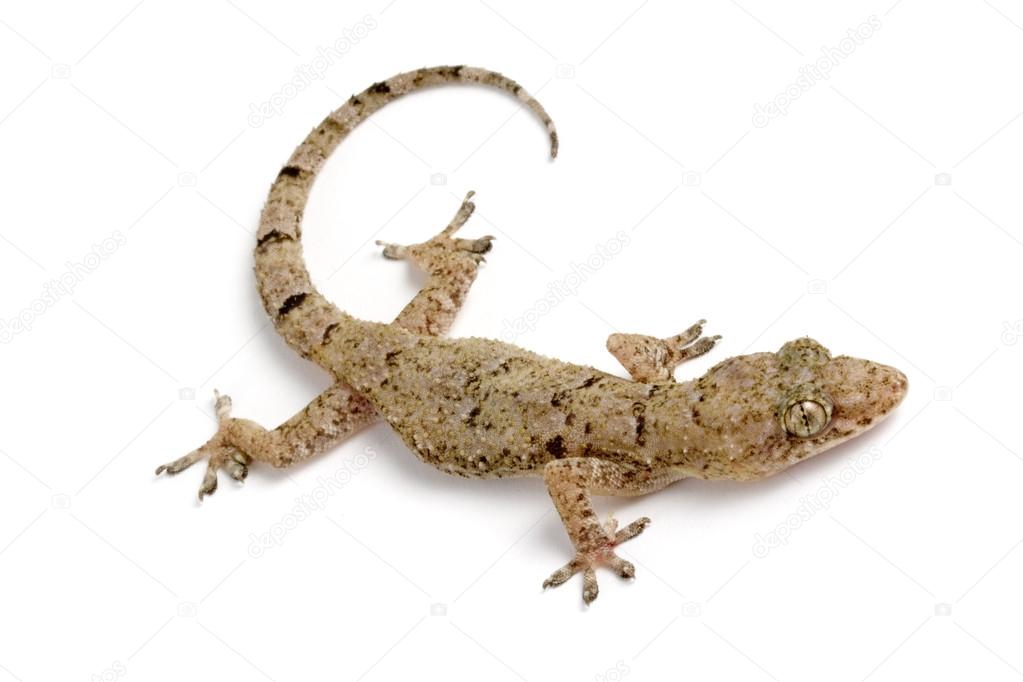 Gecko on corner
