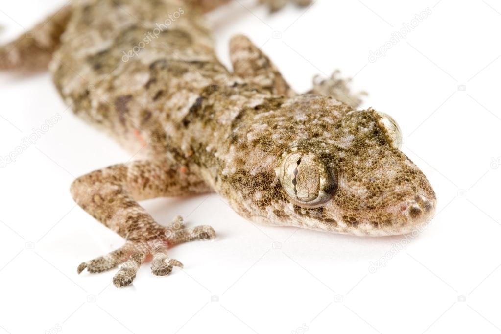 Close up of a gecko