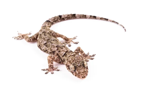 House gecko — Stock Photo, Image