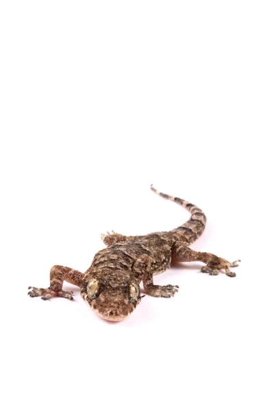 O Gecko vem aí. ! — Fotografia de Stock