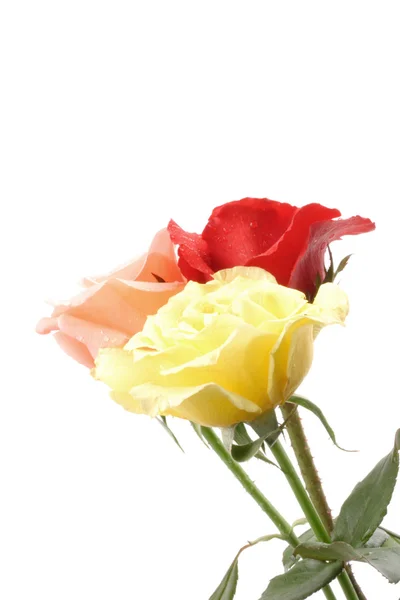 Rose colorate — Foto Stock