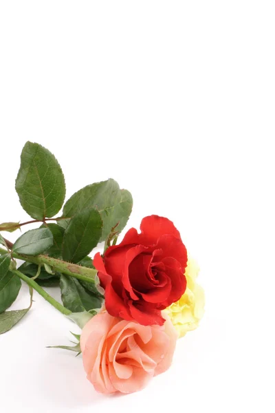 Lovely roses — Stock Photo, Image