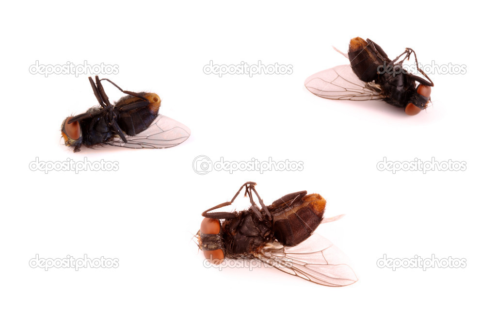 Dead flies