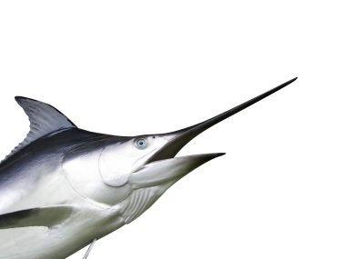 Marlin fish - Swordfish clipart