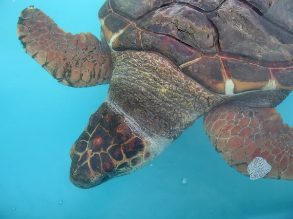 Close-up of turtle — Stock Photo, Image