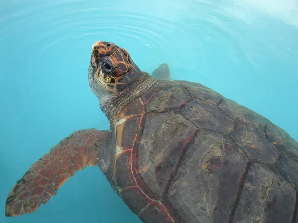 Aquatic turtle — Stock Photo, Image