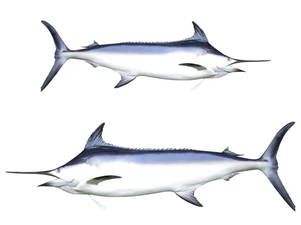 Swordfish — Stock Photo, Image