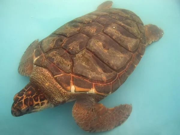 Водная черепаха — стоковое фото