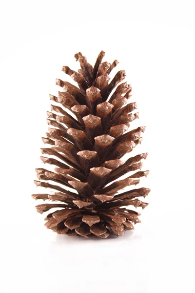 Cono de pino de Navidad — Foto de Stock