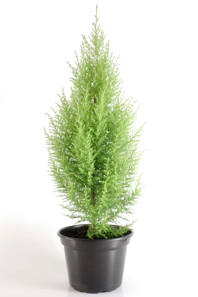 Pine tree — Stock Photo, Image