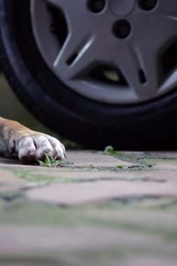 köpeğini ezen