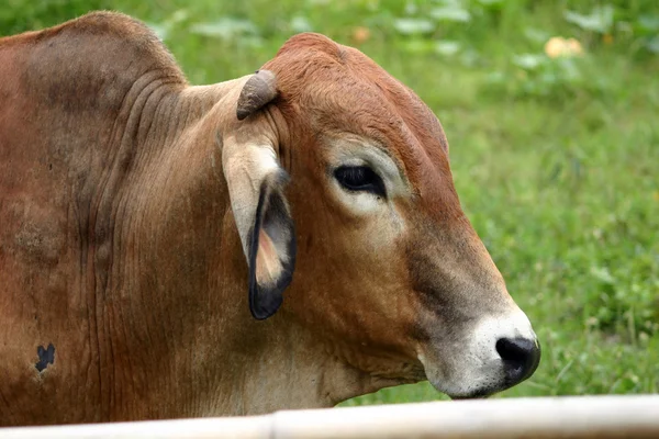 Hnědá býk — Stock fotografie